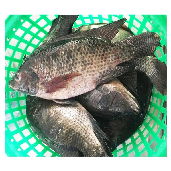 hot selling cheap 90% N.W. frozen tilapia wholesale price 100-200g 200-300g frozen tilapia fish