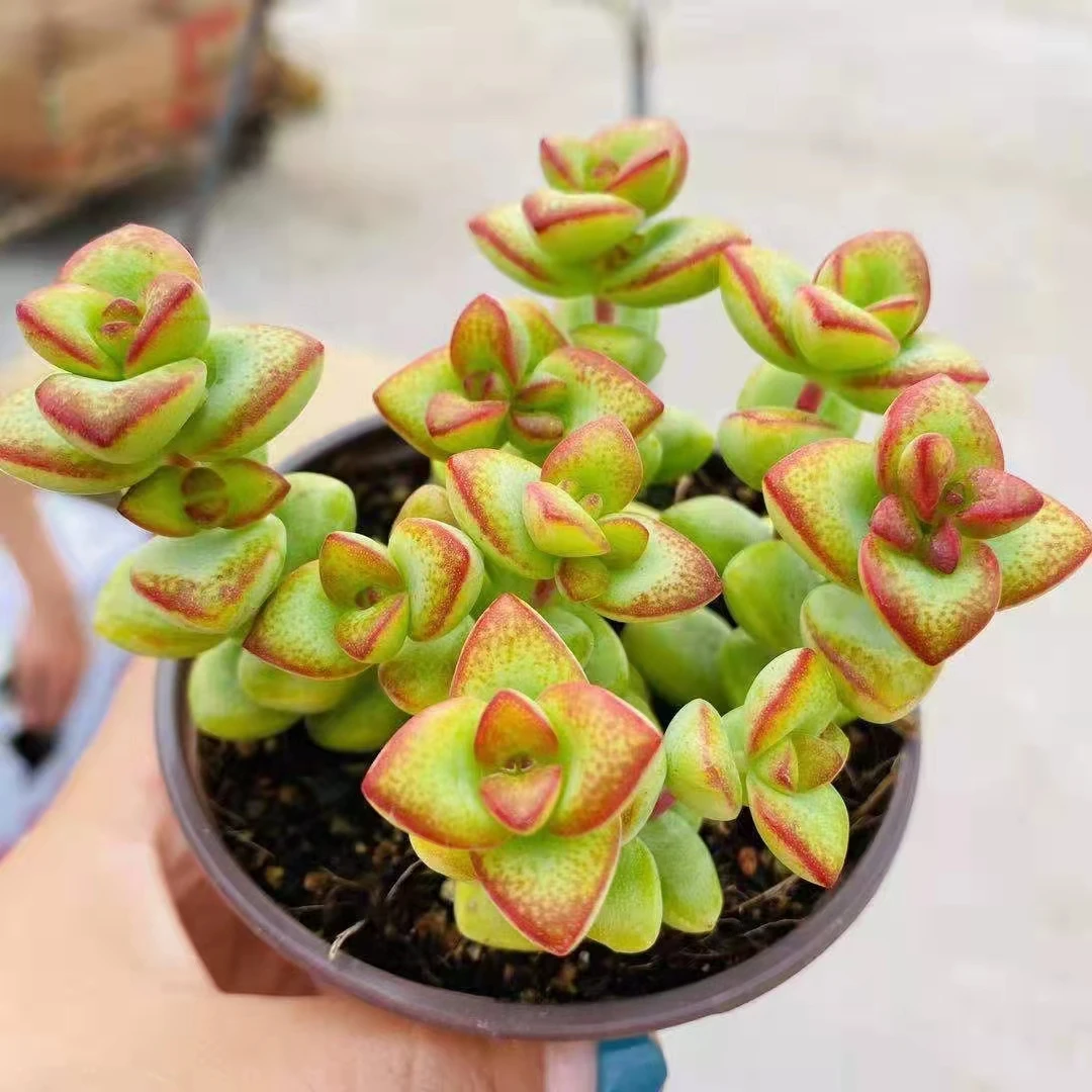 Оптовая продажа, Недорогие Декоративные искусственные мини-суккуленты в наличии