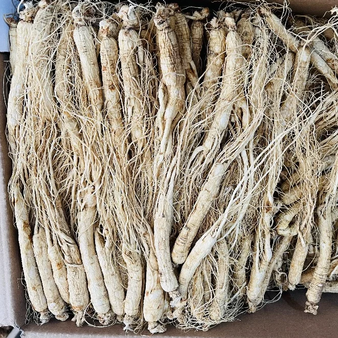 High Quality 6-Year Dried Panax Ginseng Root Premium Single Spices & Herbs Raw Processing Air-Dried