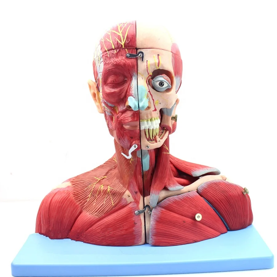 Medical professional human anatomy, head and neck vascular neuroencephalon model