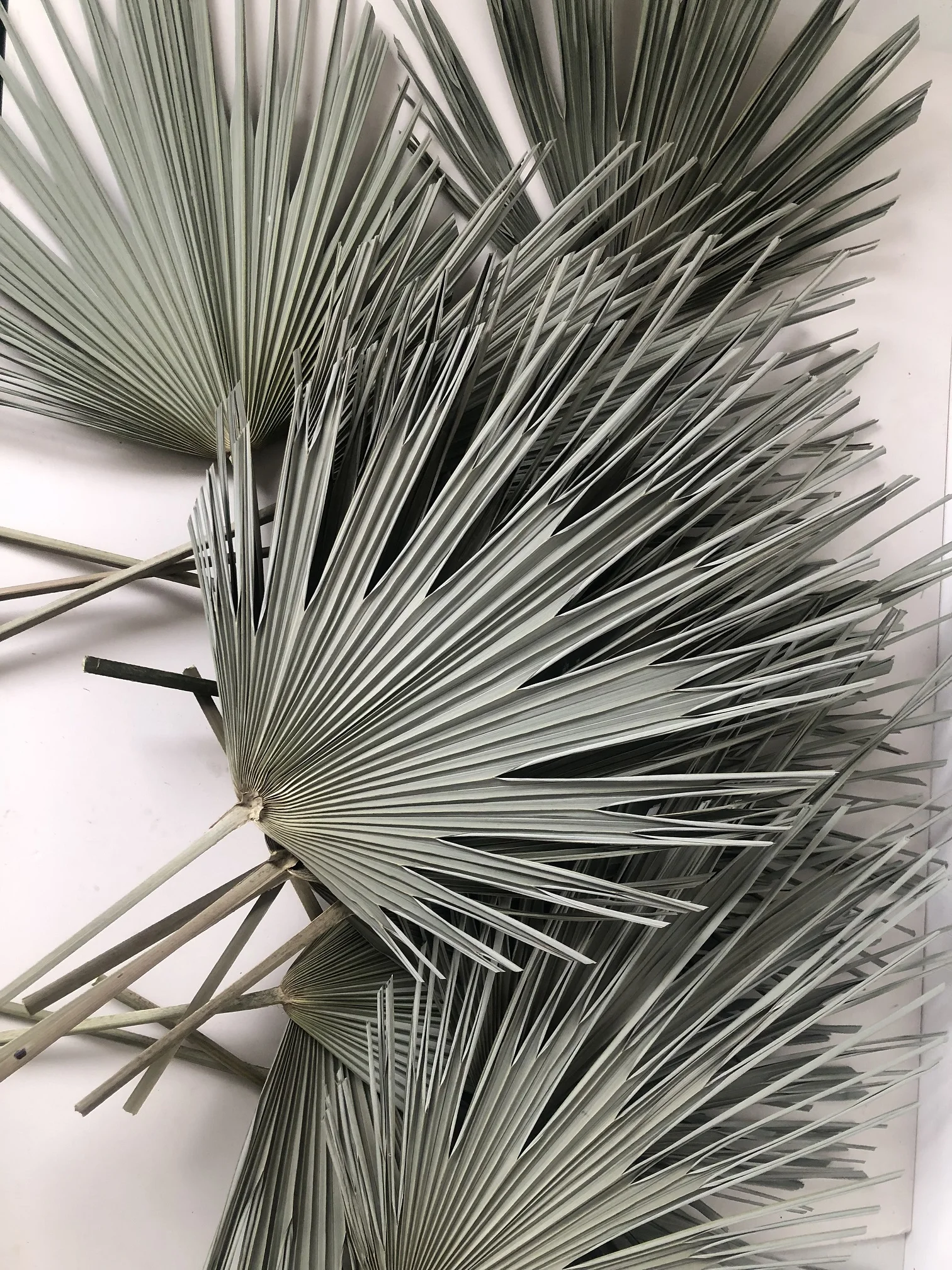 dried  natural spear palm fronds, sun fans, bifurcated spraying shape leaves,original Chinese supplier cheapest
