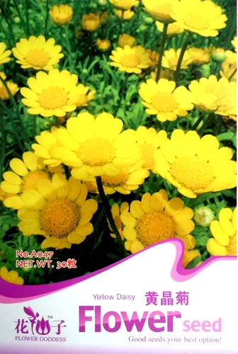 Поставка готовых к отправке семян горшечных растений прекрасные желтые семена маргариток