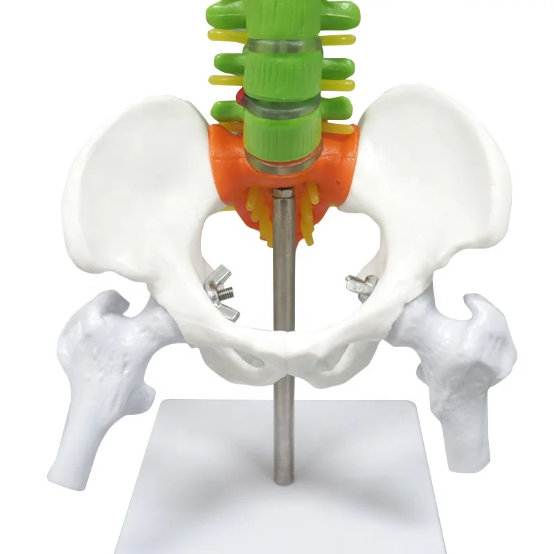 Didactic Teaching Vertebral Column with Pelvis Spine Sacrum Coccyx Spine Model
