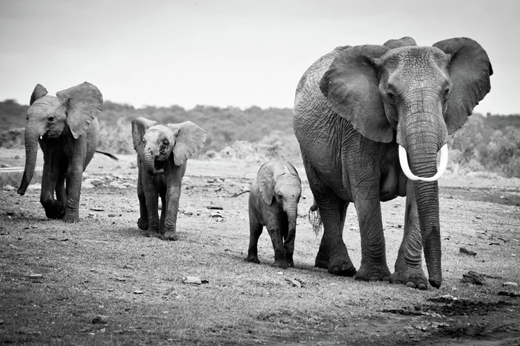 
Animal photographic prints modern art canvas painting and calligraphy Horse eyes zebra cat in curiosity cows 