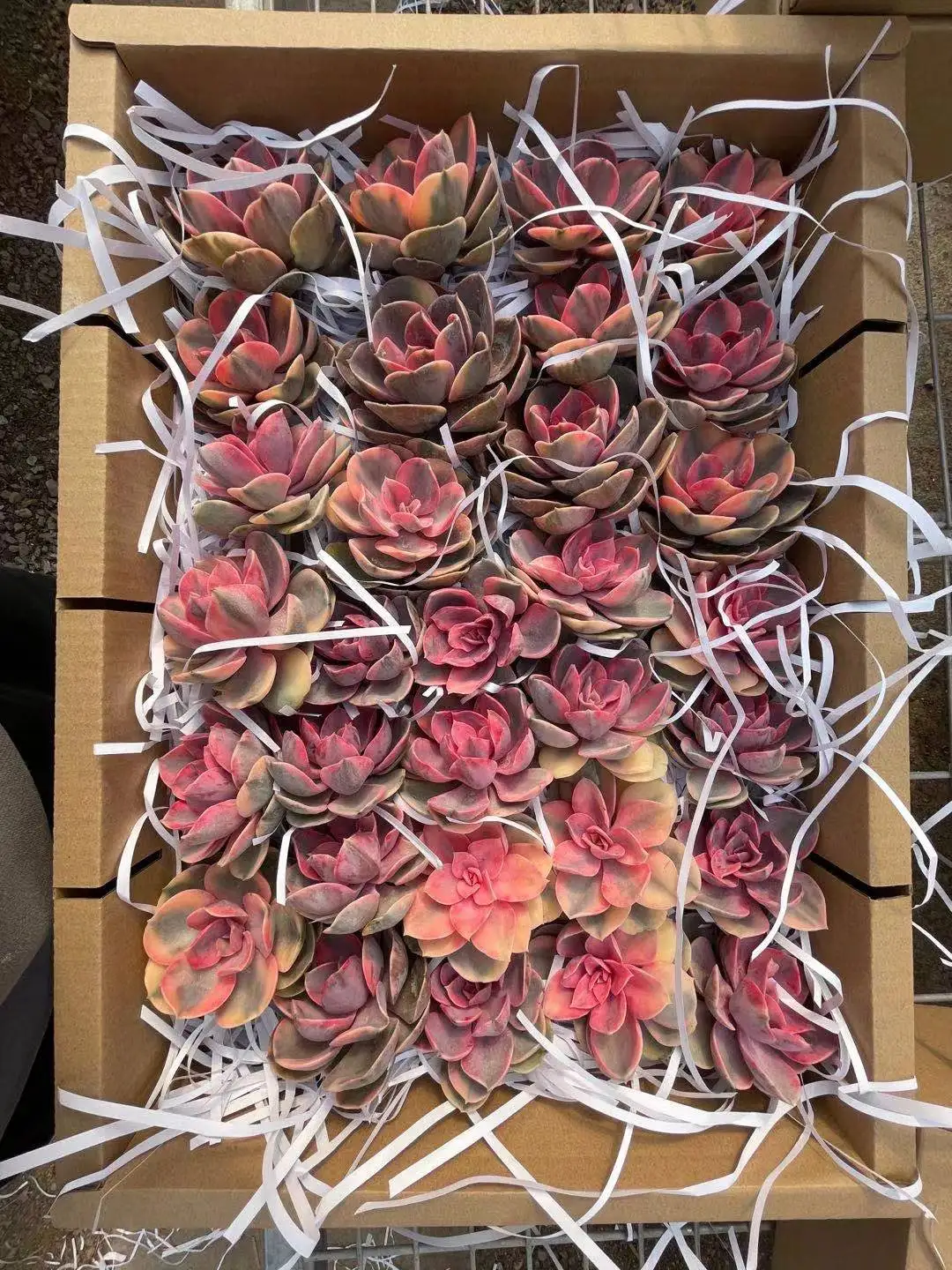  Оптовая продажа echeveria lenore варидин живые суккуленты оптовая древесные растения с собственной