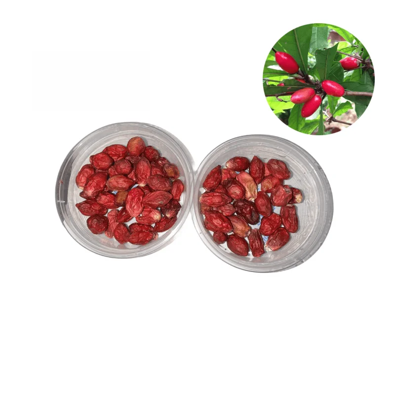 Miracle Berry Extract Factory  Supply Miracle Fruit Powder  Freeze-dried Miracle Fruit