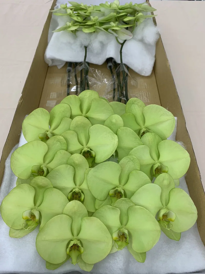 2021 New Listing Hot-selling Wishing Green Phalaenopsis Fresh Cut Flowers