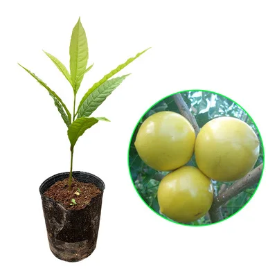 Высококачественные свежие семена Pouteria caimito/семена Abiu, семена фруктов для продажи