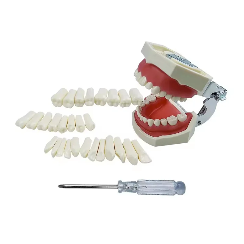 Standard dental exercise teeth replacement for dental typodont dental student training teeth 28pcs/32pcs resin permanent teeth