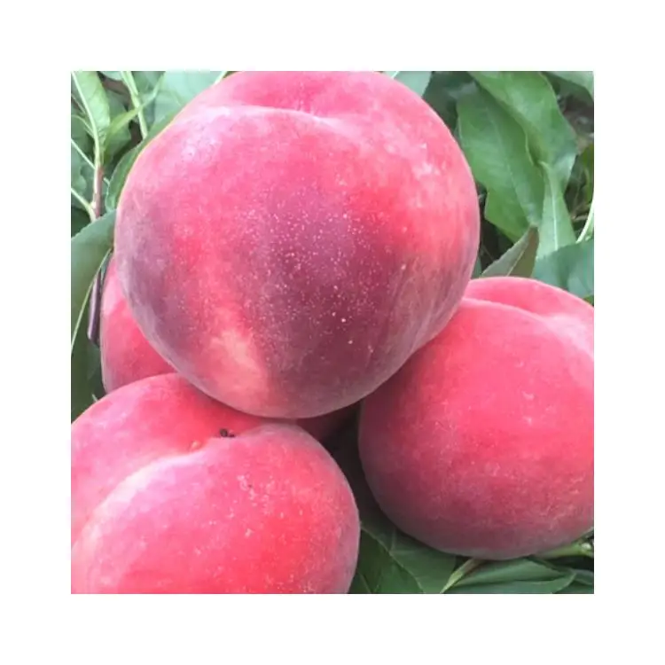 Китайский поставщик, оптовая продажа, китайская большая форма, сладкая китайская Педра Cangfang, для продажи