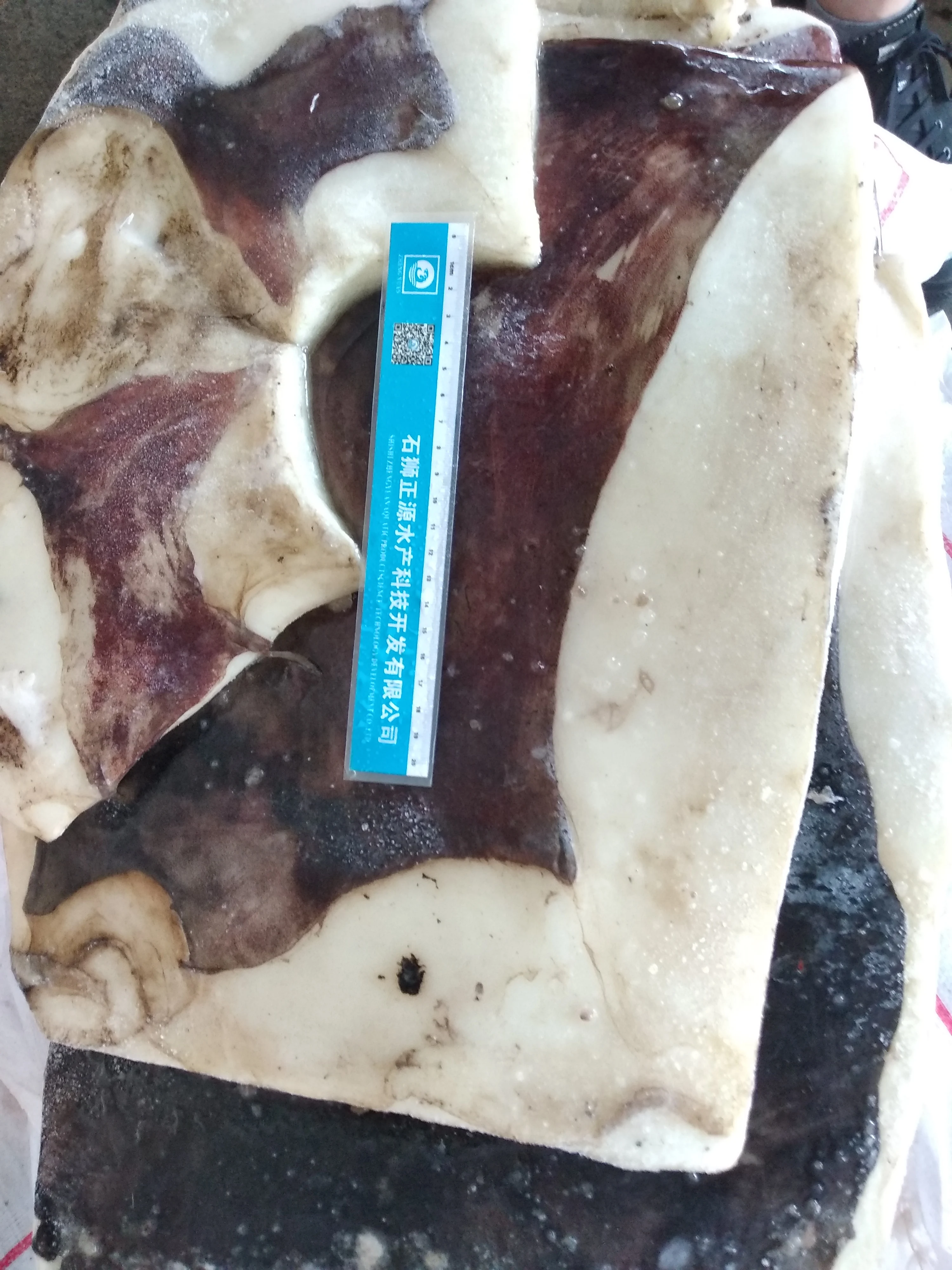 New arrival frozen giant squid skin on  fillet giant squid meat raw material giant squid fillets