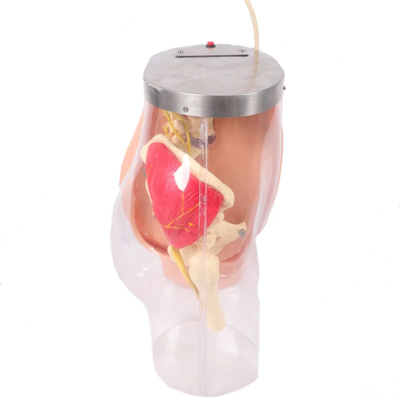 Advanced Nursing Hip Muscle Injection Buttock Transparent Model For Medical training