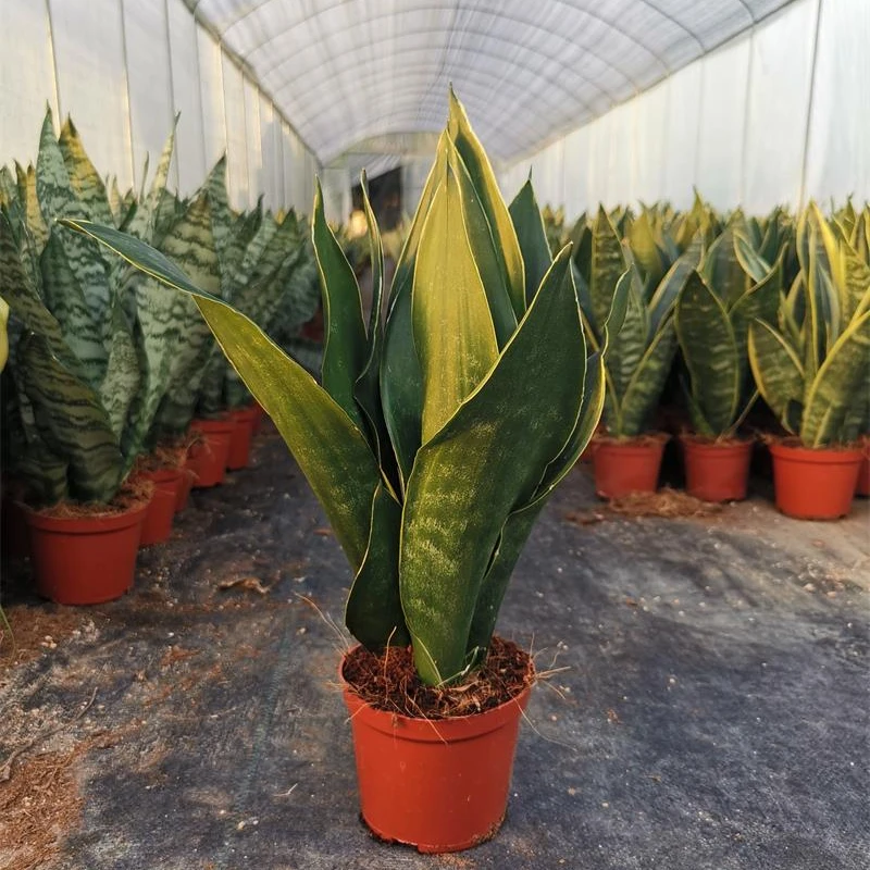 Sansevieria trifasciata Prain Hotsell Living Plant Snake Plant