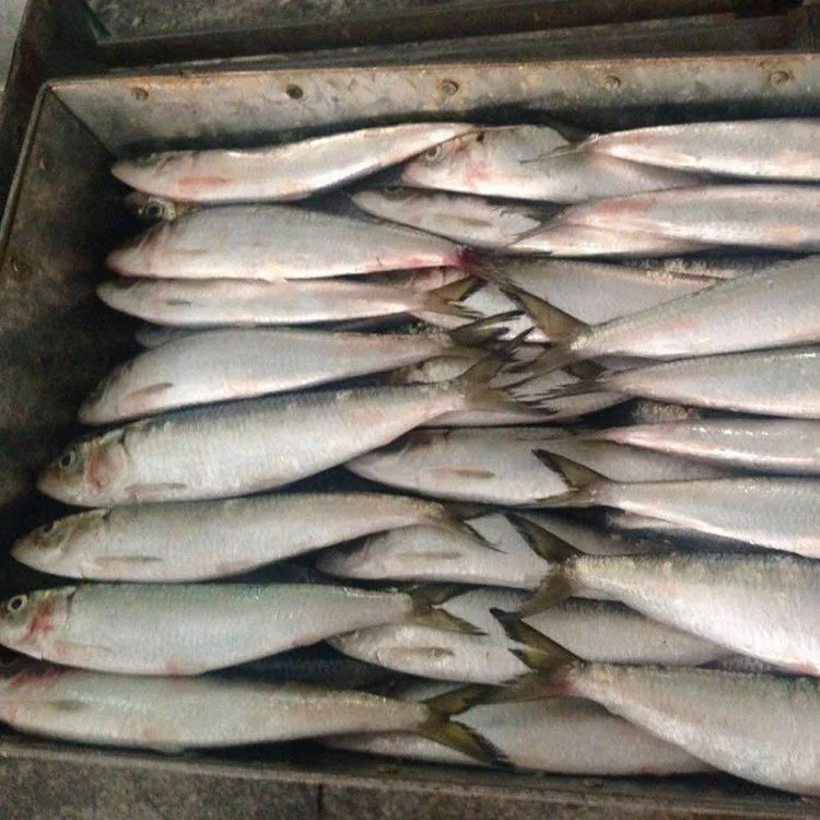 Frozen Sardine Fish W/R