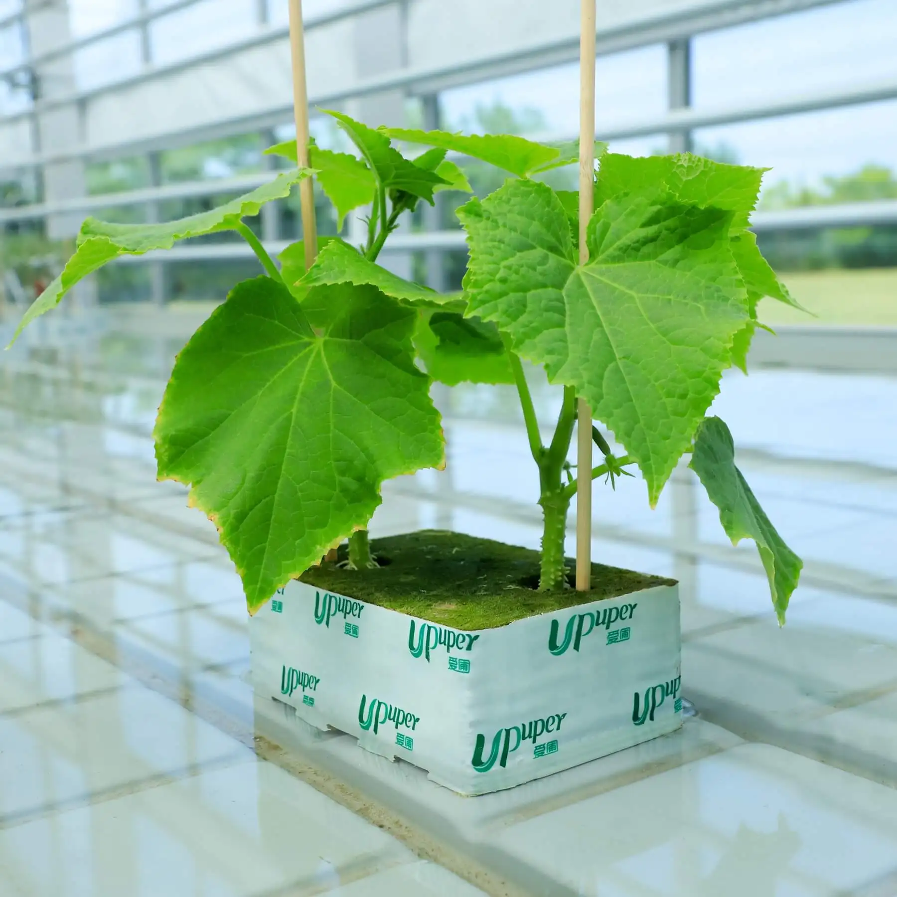 UPuper China factory 6*4*2.5 inch double holes wholesale growing cucumbers substrate rock wool cubes for hydrophonics