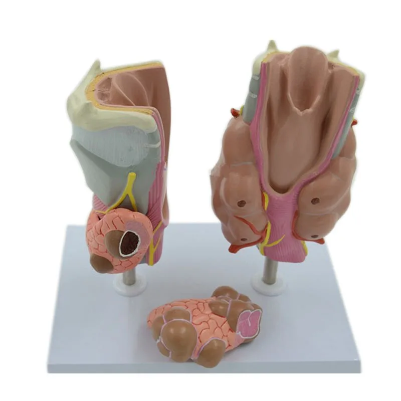 Medical teaching Thyroid pathology models Endocrinology Display of thyroid disease for medical anatomy