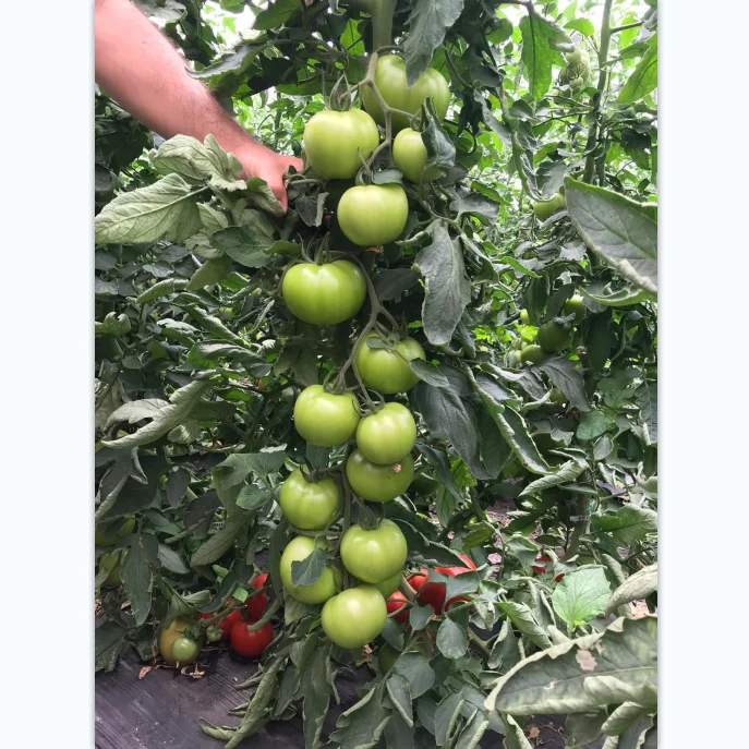 
F1 Heat Resistant Indeterminate Hybrid F1 Tomato Seeds for Planting 
