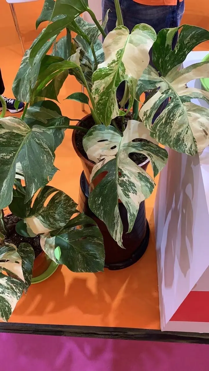 Оптовая продажа Monstera deliciosa либо
