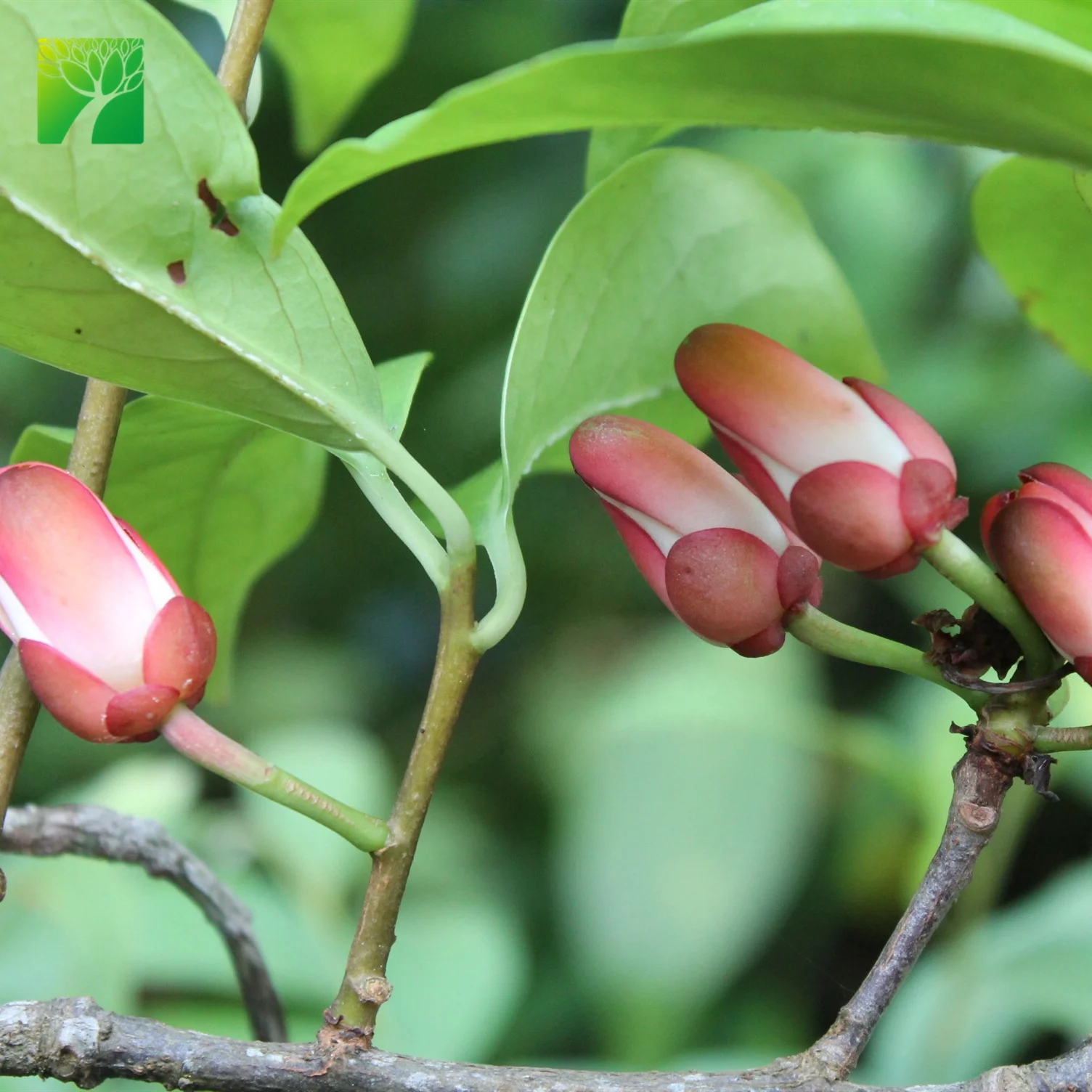 Cheap wholesale fruit plant seedling Kadsura coccinea