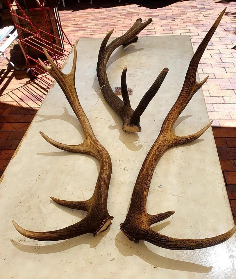 Quality Red Deer Antlers Red Deer Antlers Horns