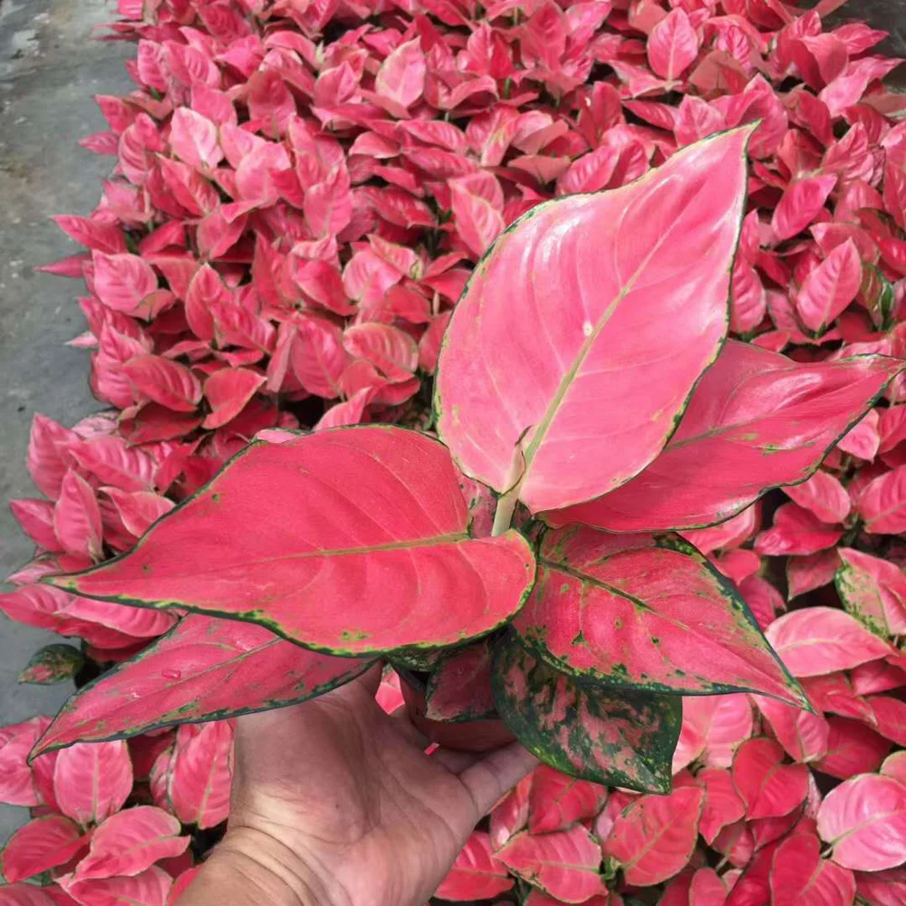 Lucky Red Aglaonema live plant