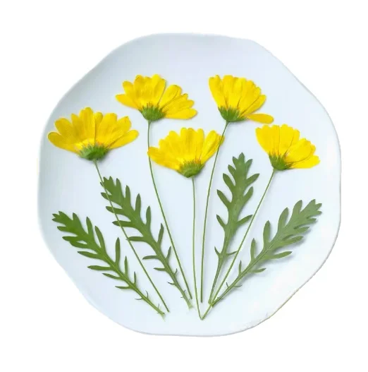 Лесная Маргаритка с ветвями скрапбукинг эпоксидная смола натуральные растения экологически чистые настоящий спрессованный цветок