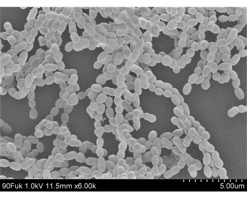 Immunostimulatory Effect Aquaculture Mixed Feed Additive For Sale