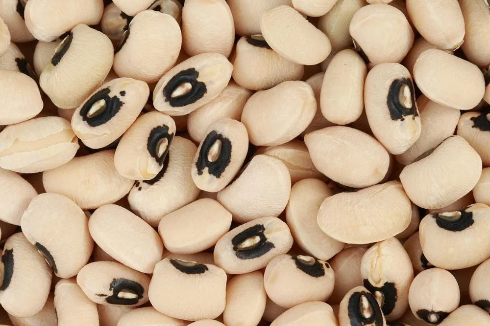 Premium Quality Madagascar Black Eye Beans for fooding purpose