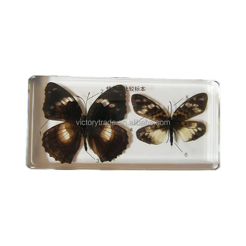 V-DB015 Hot selling insect embedded specimen comparison of moth and butterfly high-transparency resin specimen for teaching