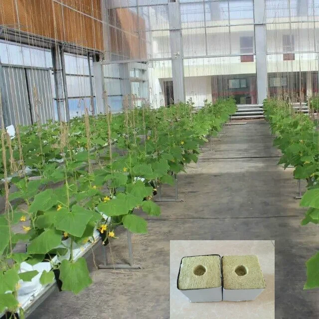 Rock wool Cubes Grow Cubes for Hydroponics Cuttings Cloning Plant Propagation 6 inch