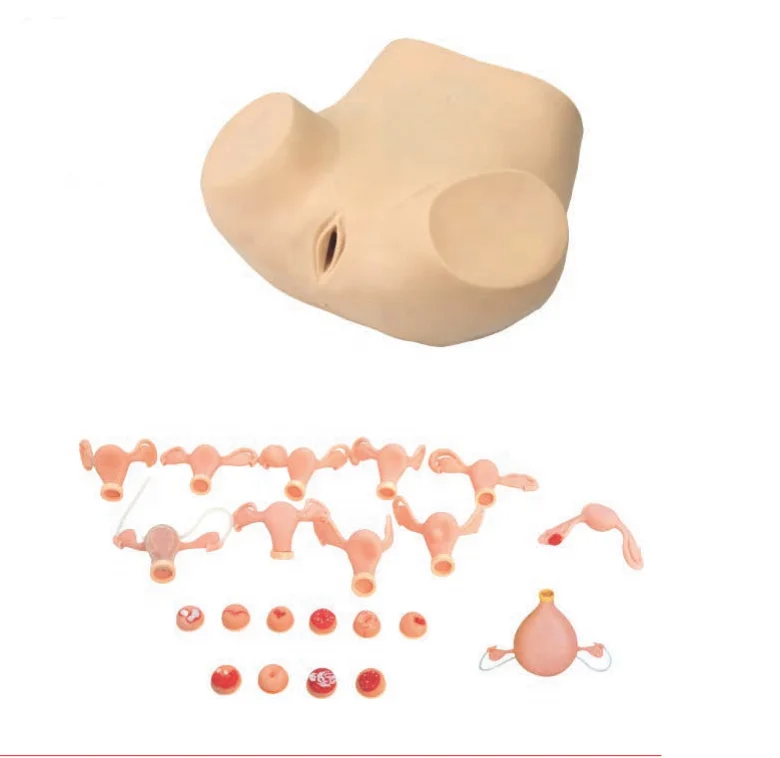 
Gynecological Training Model , Advanced Female Gynecological Simulated Examination Model 