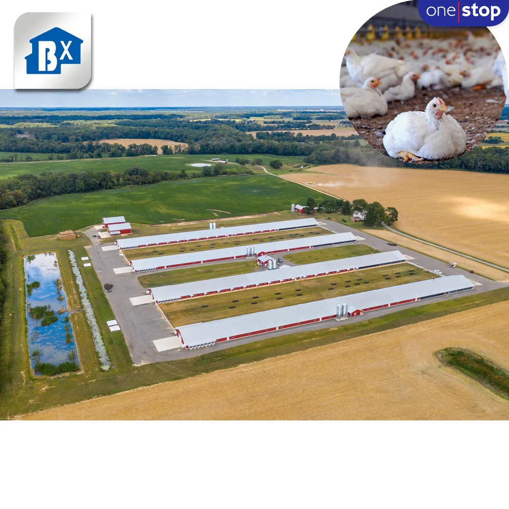 ONE-STOP Service Layers Cage 1000 Chickens Poultry Farm , Chicken Cage Poultry Farm House Design For Layers Poultry Farming