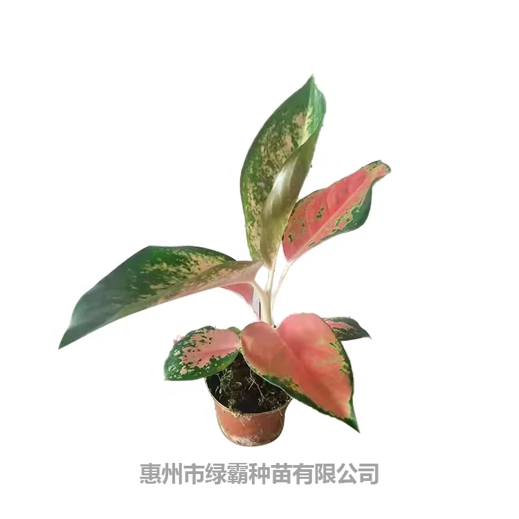 Лидер продаж популярное натуральное розовое растение philodendron