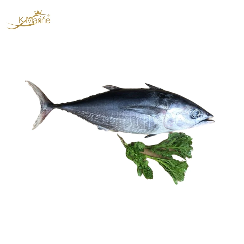 500g Big Fresh Tuna Frozen Fish Factory