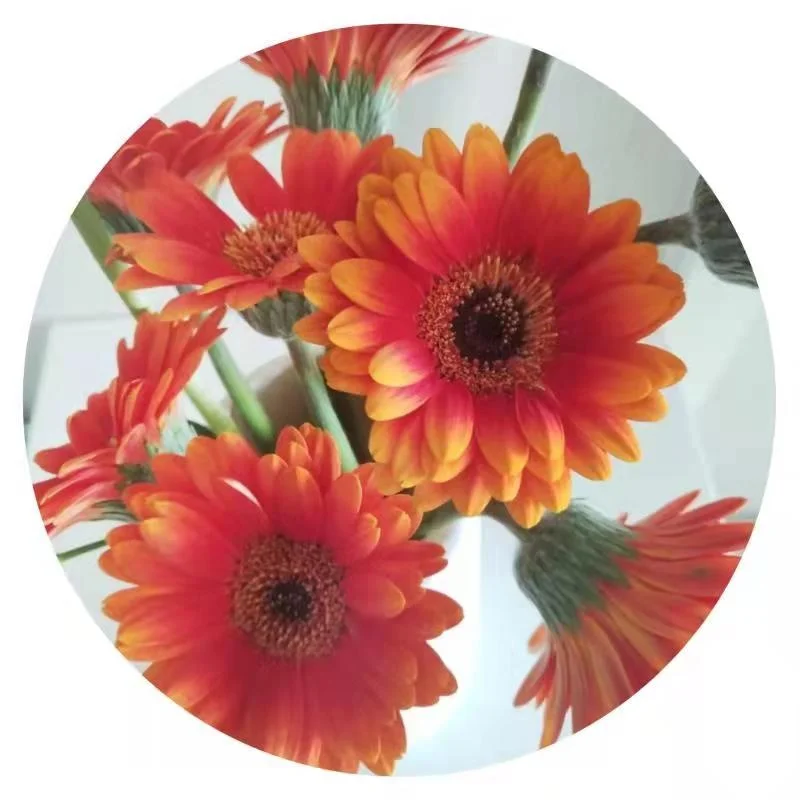 Yuhuiting flower Fuwa gerbera