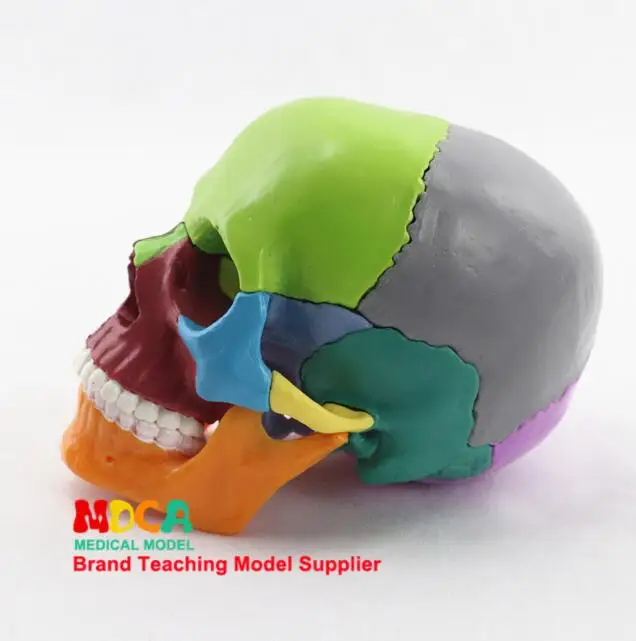 Detachable Colorful Human Skull Model Teaching