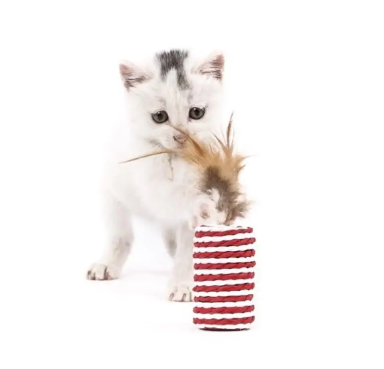 Simulation Catnip Cat Toy Alternative Cat Funny Playing Set Gift Cat Teaser Toy Set