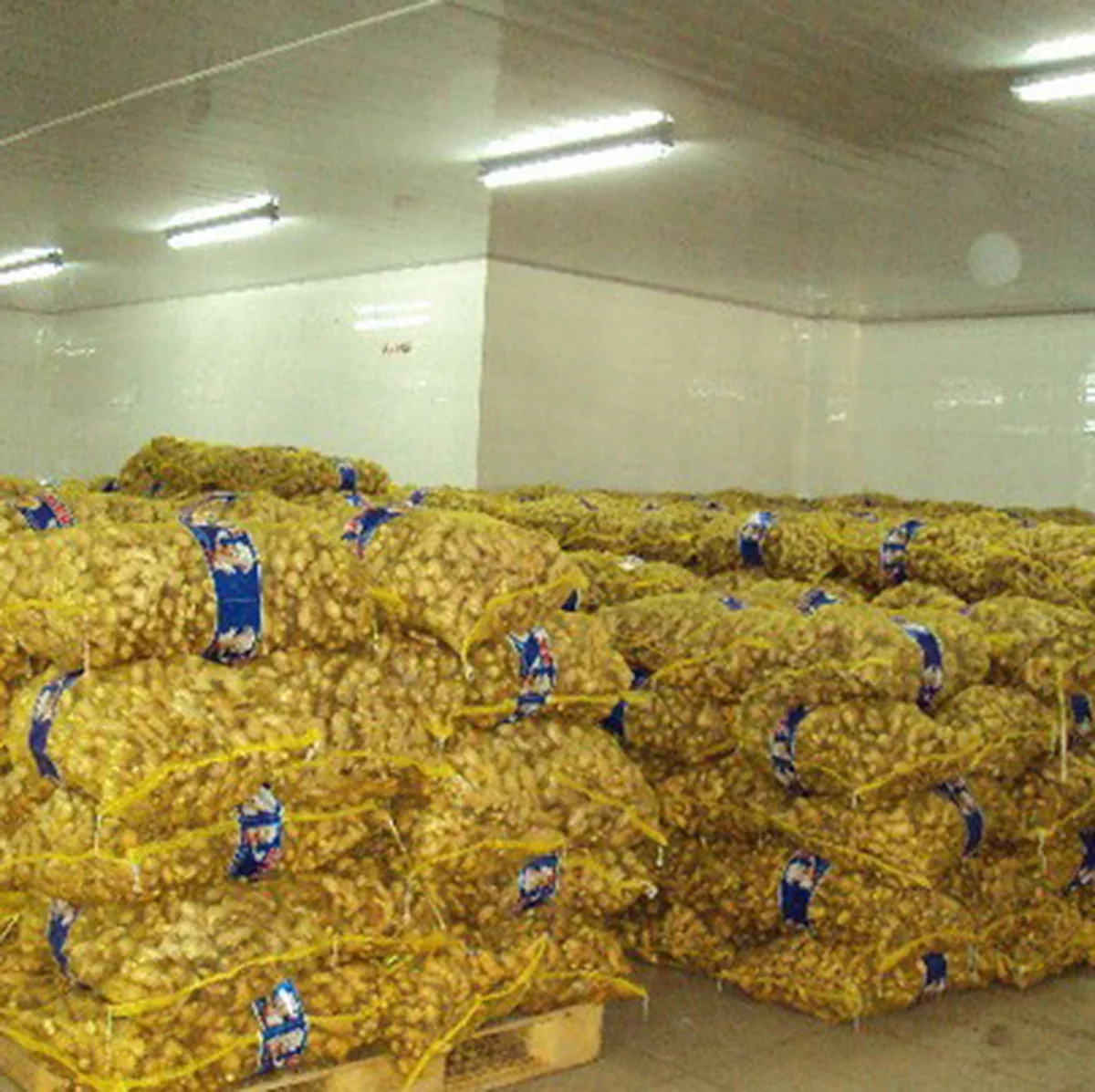 agricultural products bulk dried red ginger flakes cubes frozen ginger export to India pakistan indonesia