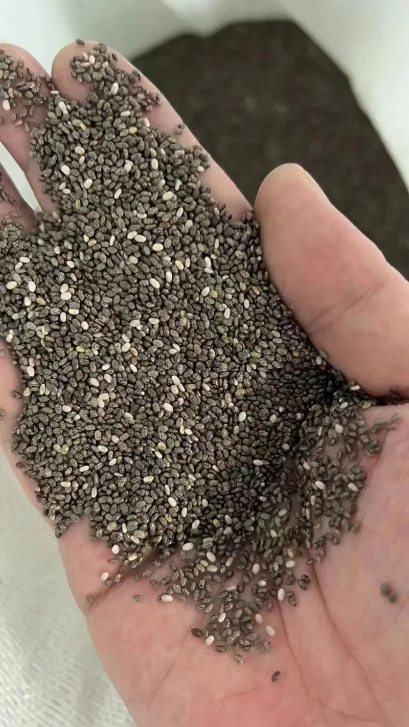 Wholesale Mexico Chia seeds raw material high purity good price