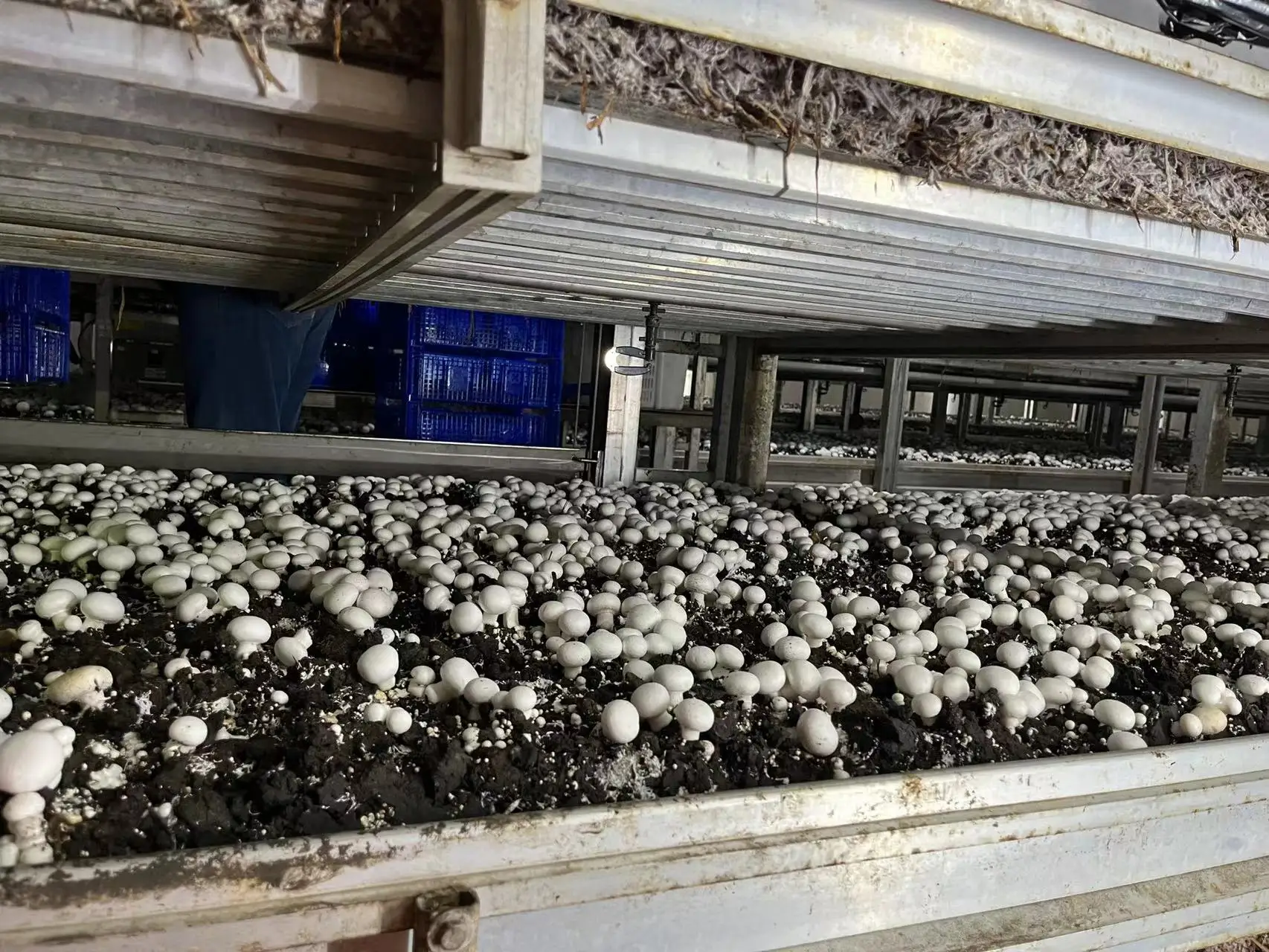 China DETAN white button mushroom spawn with Dutch triple fermentation technique mushroom farm