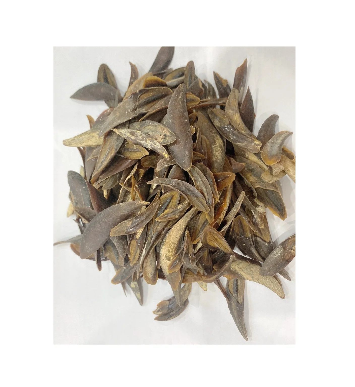 Dried Murex Operculum For Making Perfume