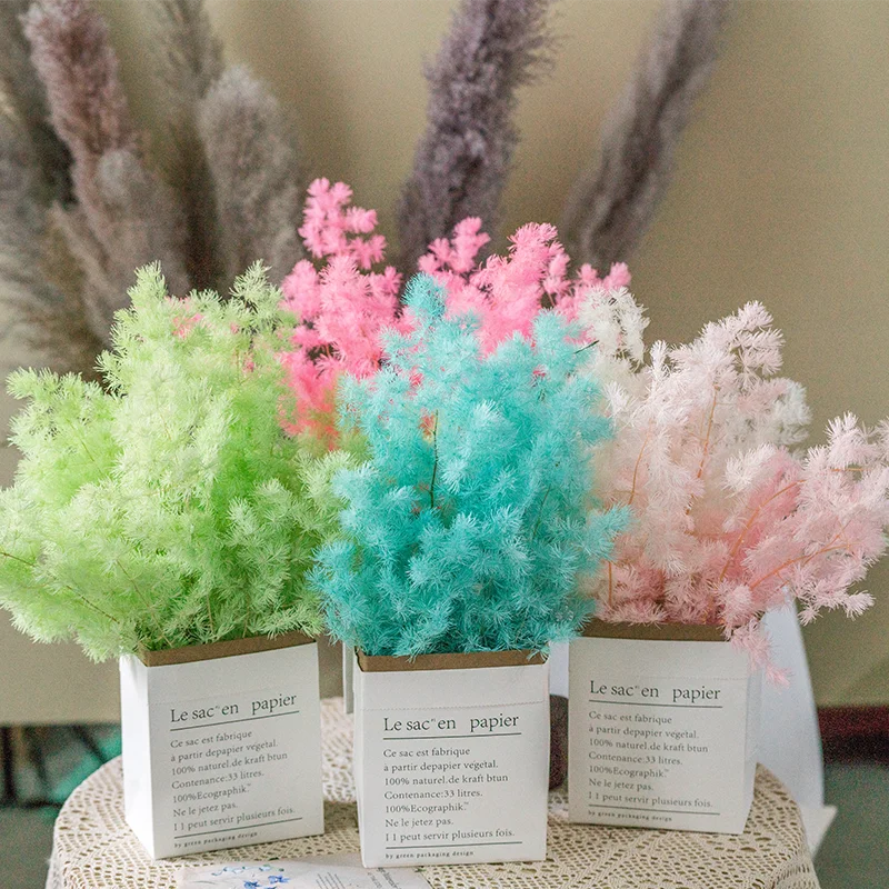 wholesale New Arrival Natural Everlasting Flowers Preserved Asparagus myrioeladus For Home Decoration