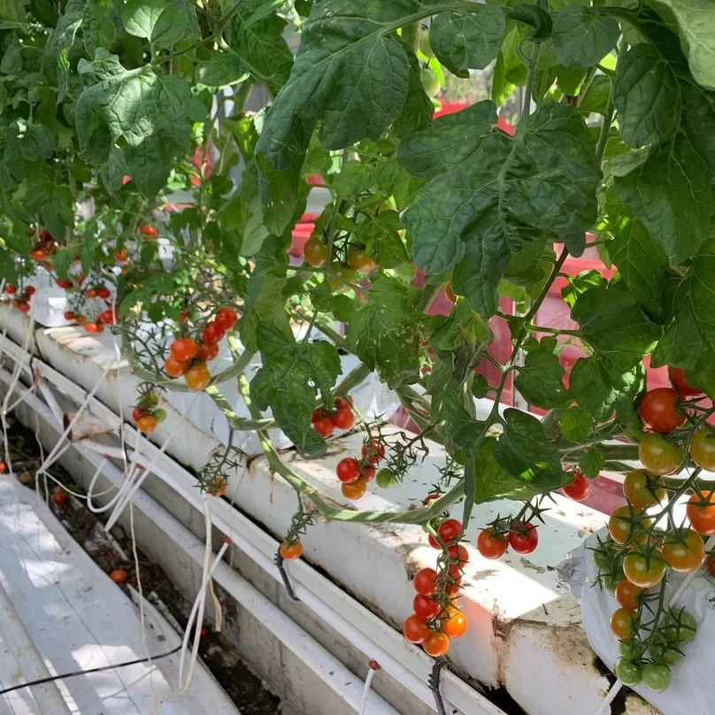 Micro PE pipe 3/5mm blackinside and white surface tube four branches arrow dripper for garden automatic irrigation system