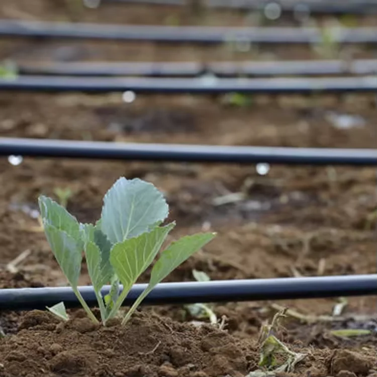 Water Saving Drip Irrigation System Soil Growing Garden Farm Irrigation Pipes for Greenhouse Vegetables Wateringing