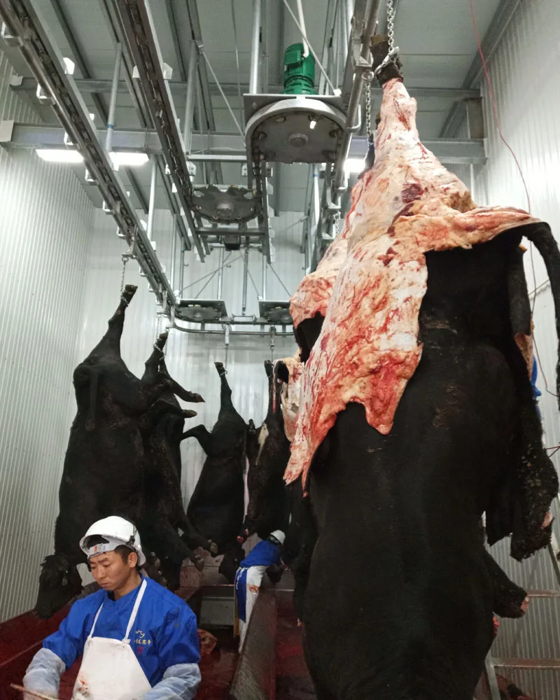 200 крупного рогатого скота на замену, Halal, леска для убоя крупного рогатого скота