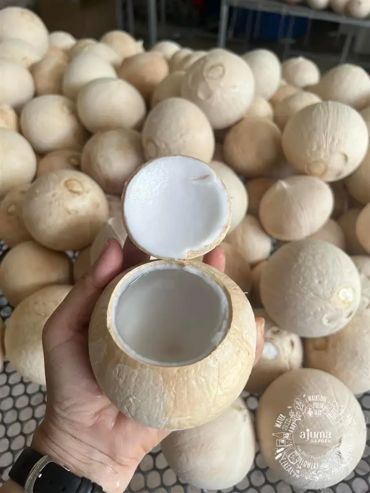 HOT HOT HOT Siamese Coconut Made in Viet Nam - Competitive price in the export market 2023
