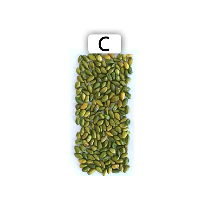 High Grade  Hot Selling Healthy Food Snack Hand Selected Cheap Whole Green Pistachio Kernel From Afghanistan