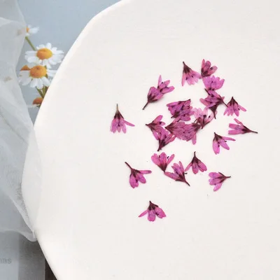 Real Dried Pressed Flower Little white flower, tiger tail grass Dried Flowers