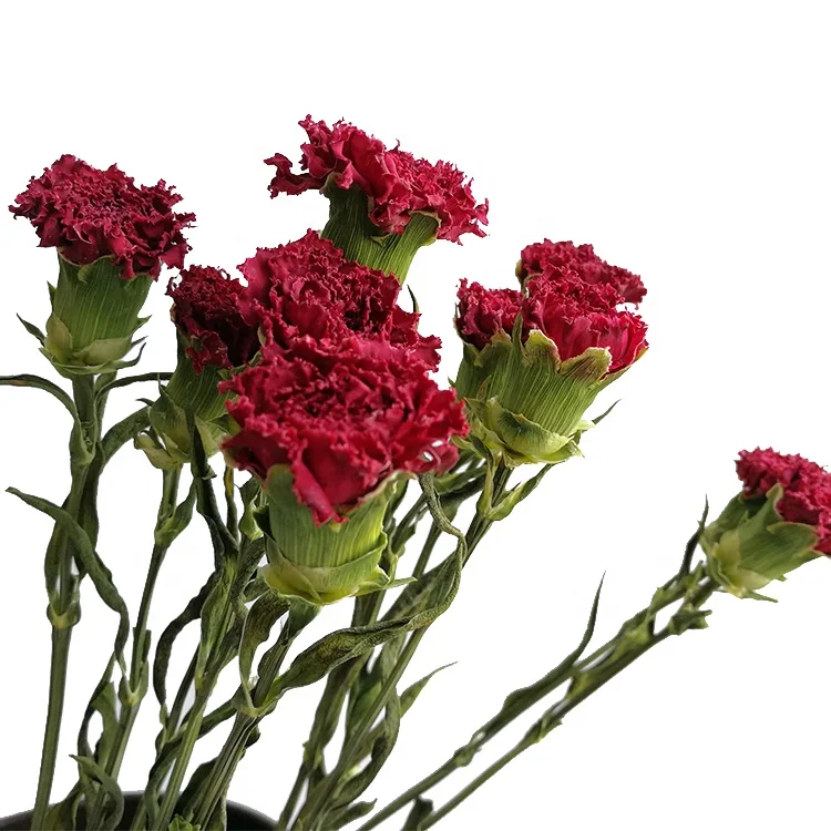 dried flower bouquet natural carnation flower china home decor wholesale dried flowers