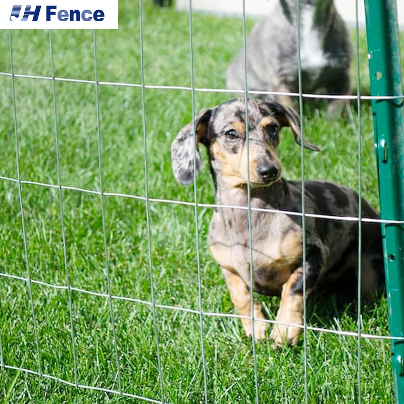 Factory Direct low price galvanized steel welded wire mesh fence in roll used for chicken farm fence